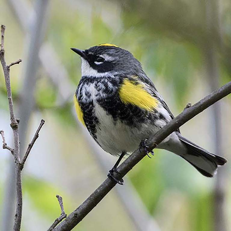 A Yellow-rumped Warbler (tiny bird with white, gray, black, and yellow feathers) perches on a twig.
