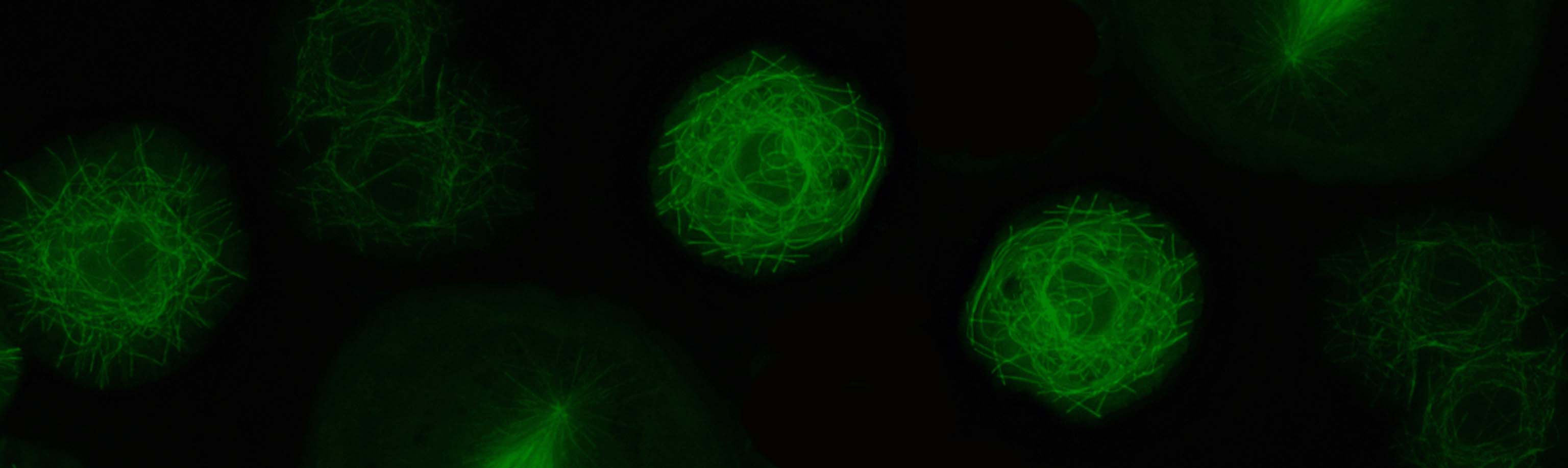 drosophila cultured cells