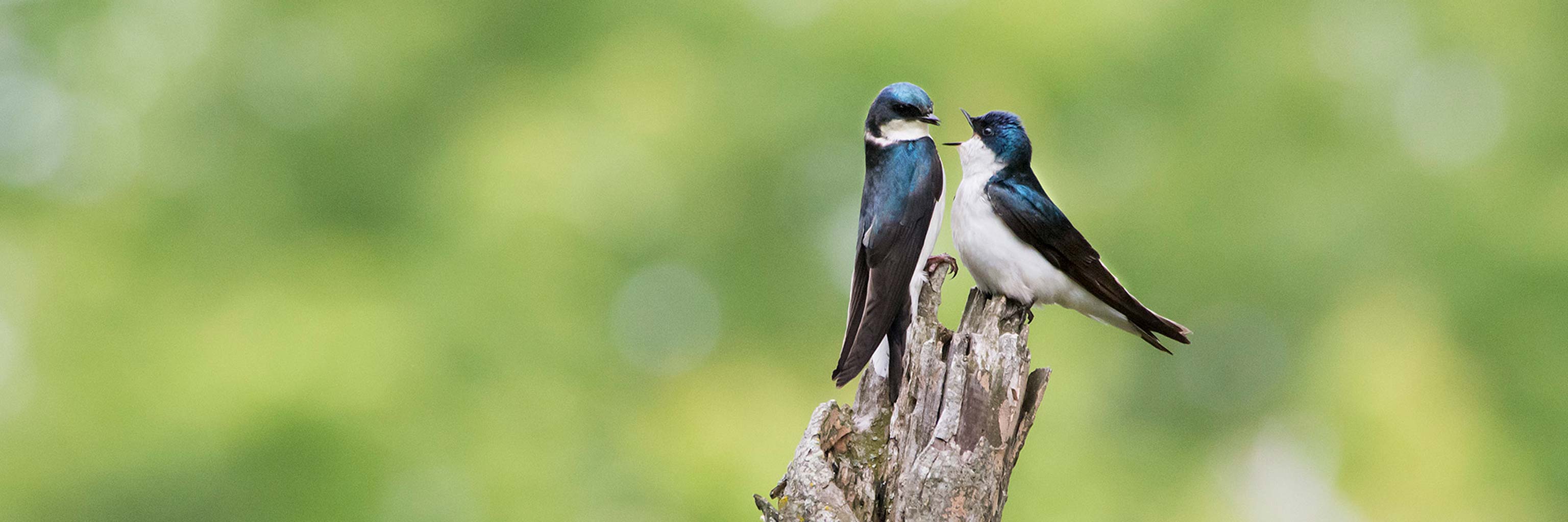 Two birds on a log