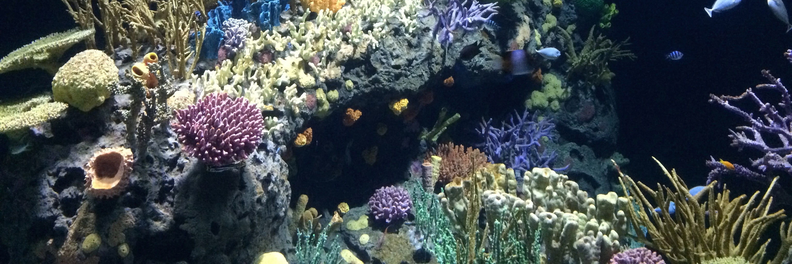 Colorful reef tank