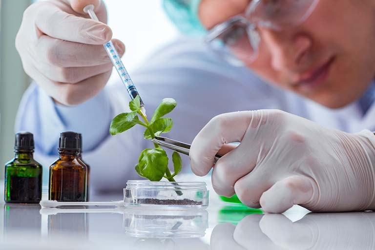 A person wearing a lab coat, protective gloves, and bouffant cap holds a leafy 3-inch plant stem with tweezers while injecting a substance into the stem.