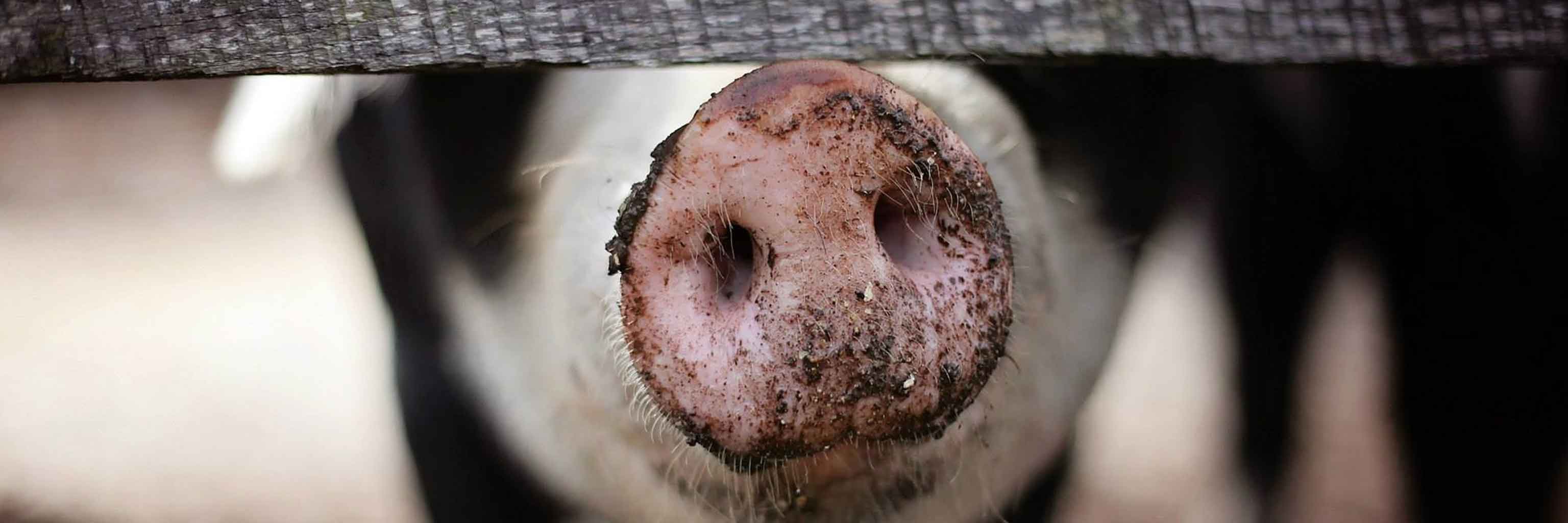 Pig snout breaking through a wood fence