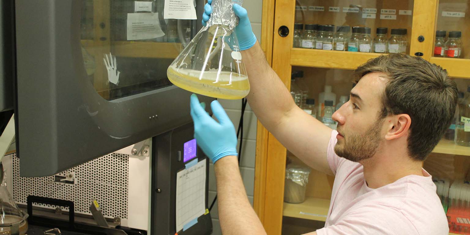 Male student wearing blue rubber gloves studies the yellow liquid in a large, glass flask he has just pulled from a machine in the lab.