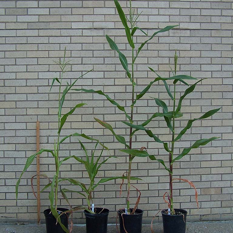 Four stalks of corn growing in individual pots.