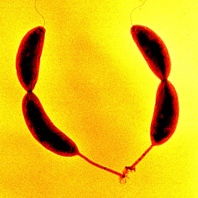 Caulobacter crescentus bacteria.