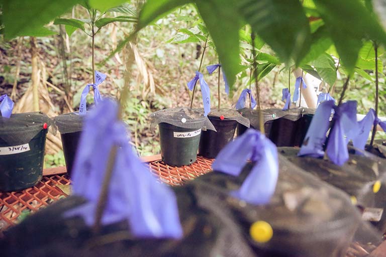 Experimental setup: Exposing cacao tree seedlings to leaf litter from healthy cacao adults significantly reduced seedling pathogen damage – an effect attributable to the microbiota transferred from the litter to the seedlings.