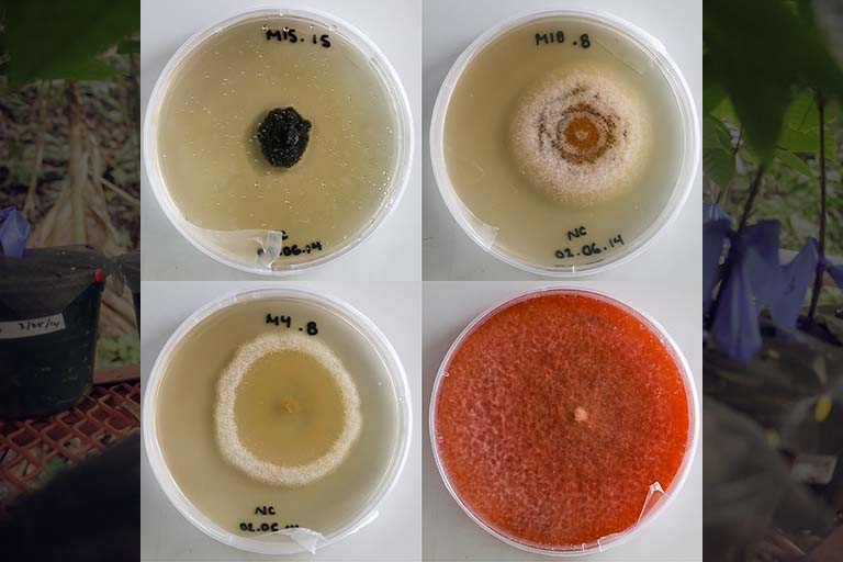 Foliar endophytic fungi are part of the plant leaf microbiome, and are easily grown in culture.