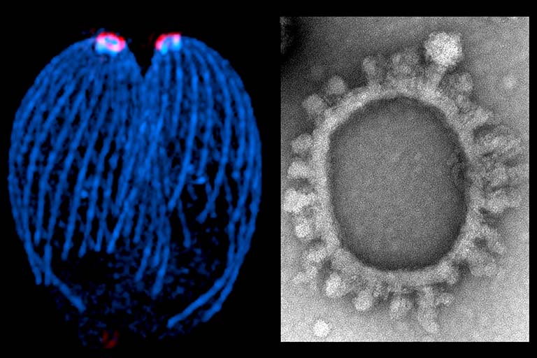 Left: Superresolution image of a vacuole containing two Toxoplasma gondii parasites. The parasites are expressing fluorescent markers highlighting the apical polar ring (red) and tubulincontaining structures (blue), including the cortical microtubules and the conoid. Right: Electron micrograph of an isolated apical polar ring. The end-on view shows 22 cogwheel projections that extend from the circumference of the ring. Most of the cortical microtubules have dissociated from the ring.