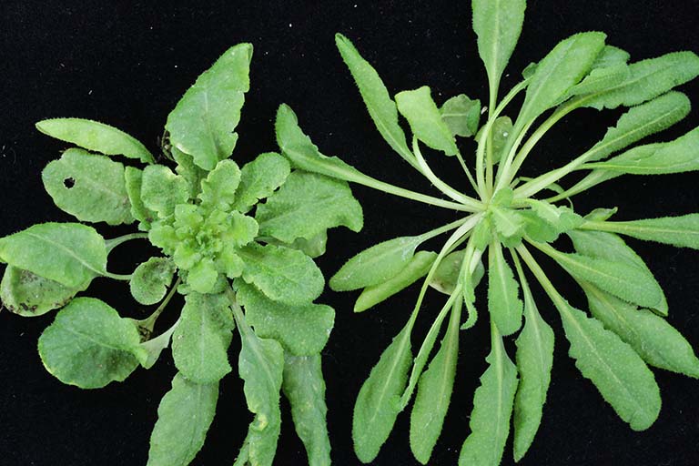 Arabidopsis plants from the Innes lab.