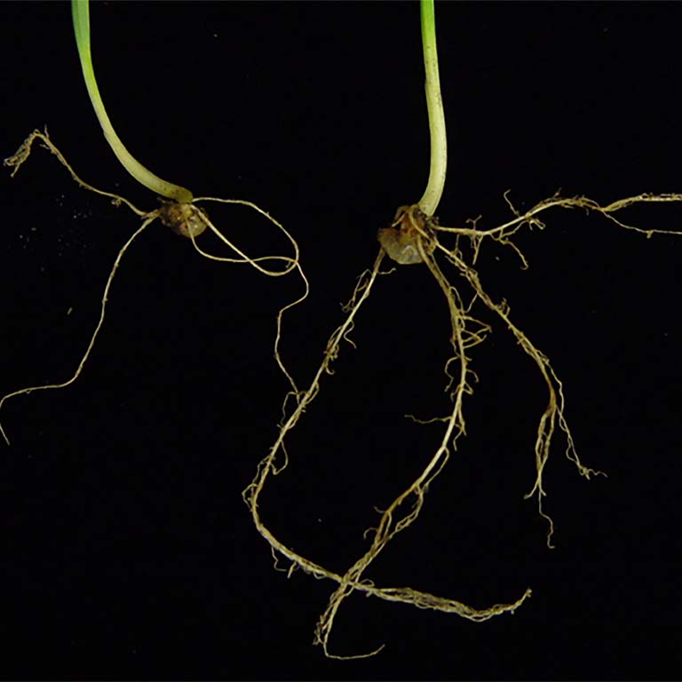 Root growth. The plant on the right with more roots was inoculated with Azospirillum brasilense while the plant on the left was not inoculated. 
