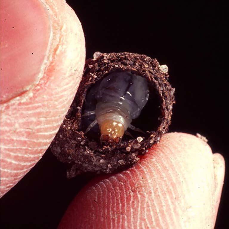 Brood ball and larva of the bull headed dung beetle Onthophagus taurus.