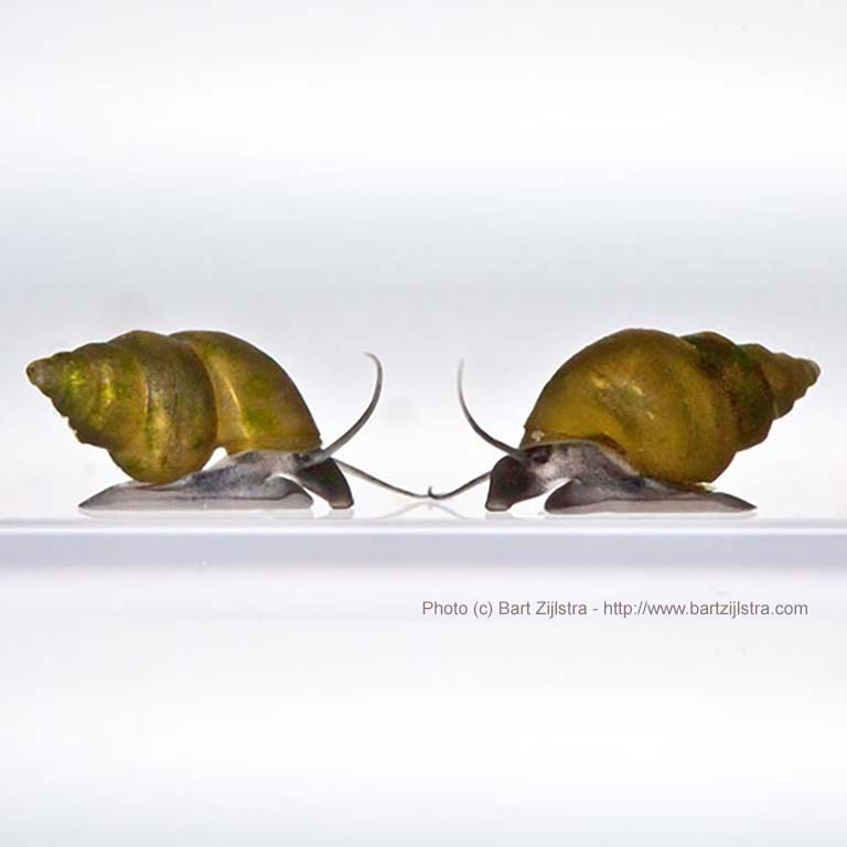 Two Potamopyrgus antipodarum (freshwater snails).