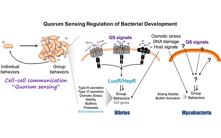 van Kessel lab graphic demonstrating quorum sensing regulation of bacterial development