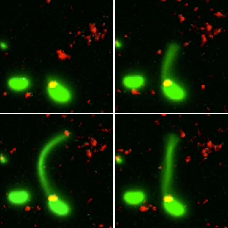 This series of four still images shows a pilus stretch out from a bacterium, in green, to catch a piece of DNA in the environment, in red. This is the first step in the DNA uptake process. Photo by Ankur Dalia, Indiana University Department of Biology.