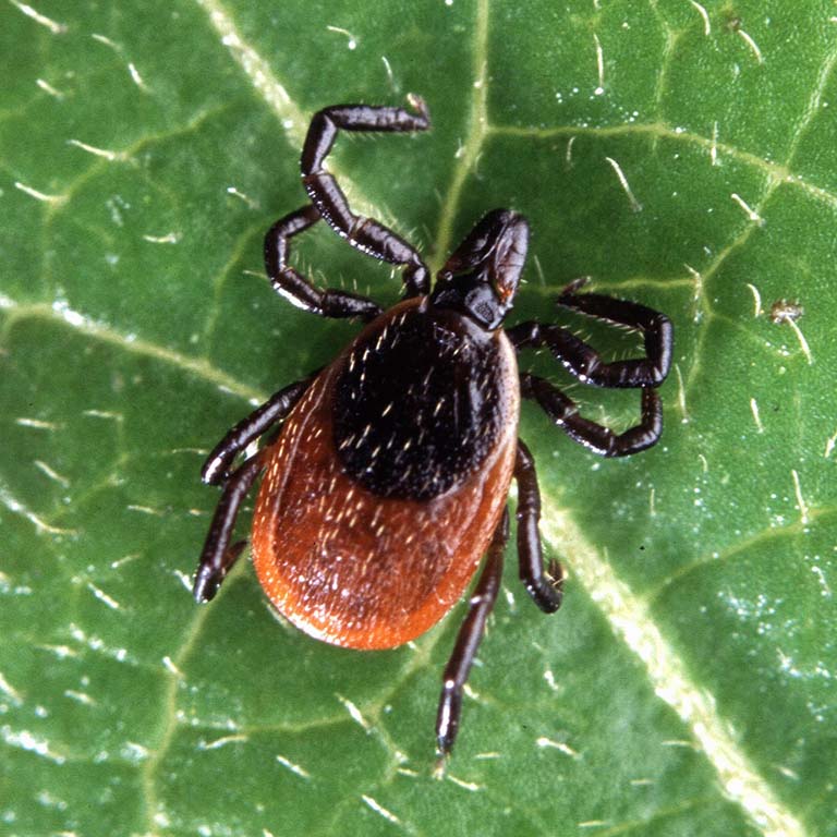 Deer tick, also known as black-legged tick, on a leaf.