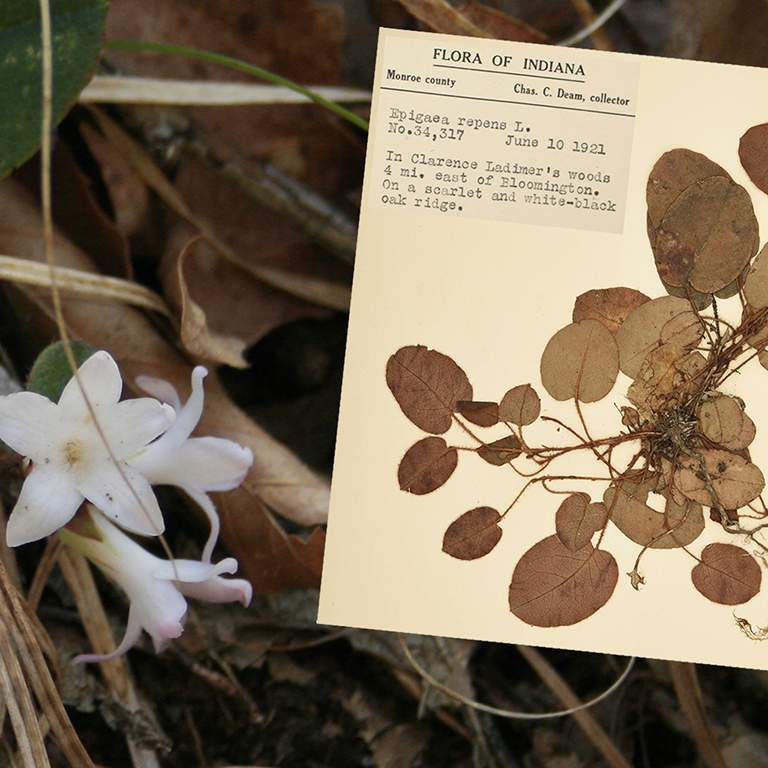 Photo of trailing arbutus (Epigaea repens) specimen sheet overlaying photo of live trailing arbutus flower.