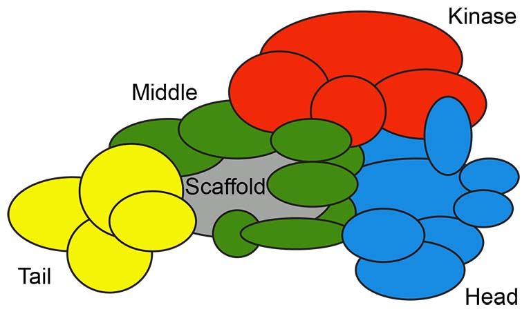 A schematic representation of Mediator highlighting its functional division into multiple protein modules.