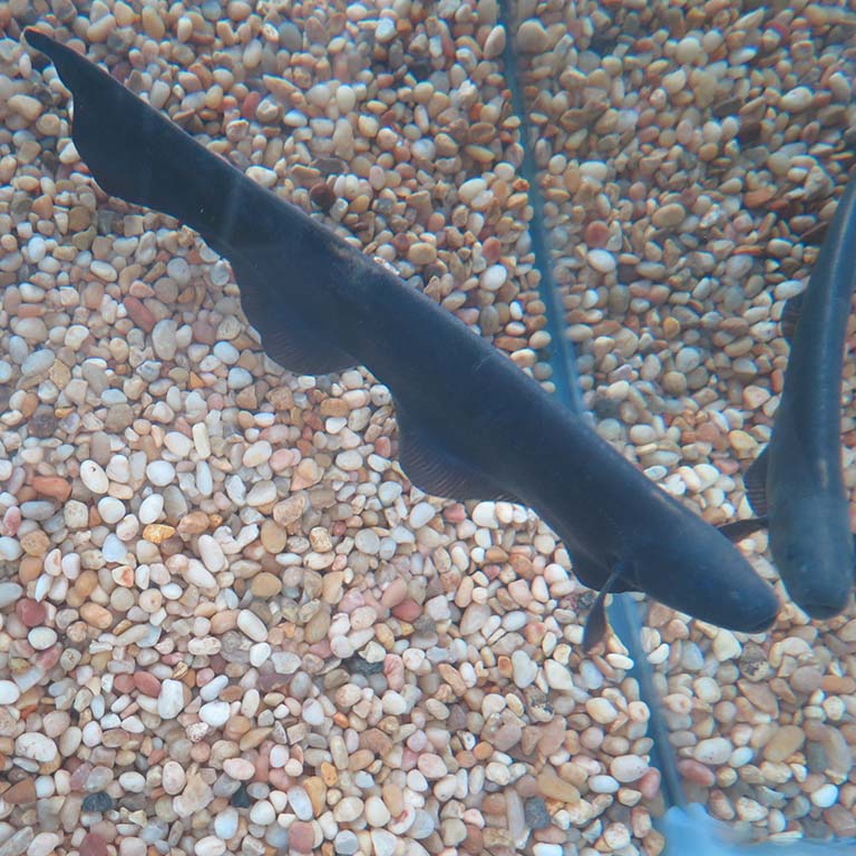 Pig-duck knifefish (Parapteronotus hasemani)