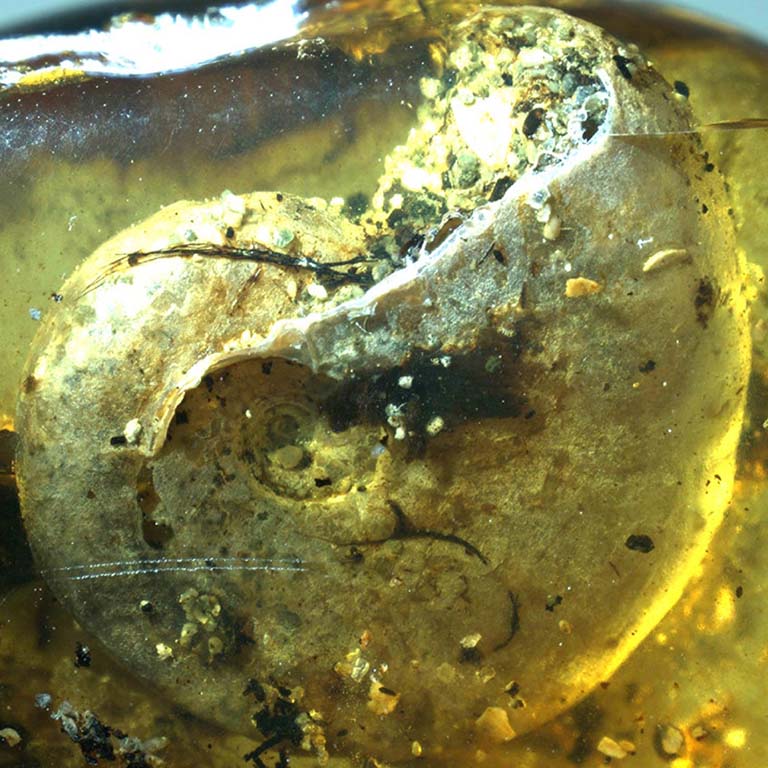 Shell of a juvenile ammonite fossilized in Burmese amber.