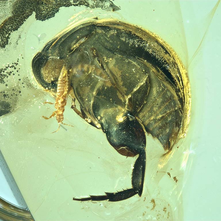 Angimordella burmitina (a species of beetle) fossilized in amber. The 99-million-year-old fossil, recovered from a mine in northern Myanmar, also contains 62 pollen grains from a eudicot flower. 