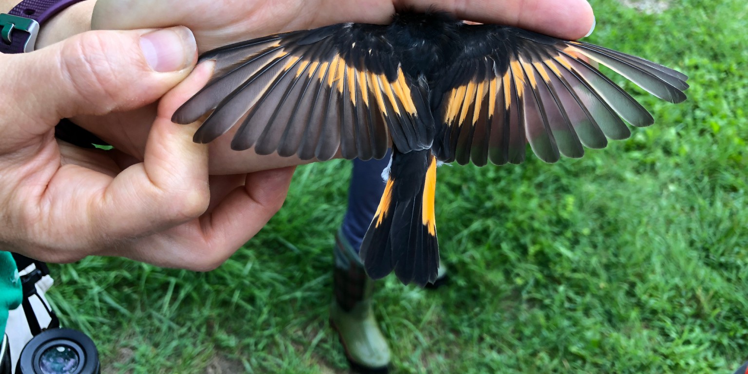 A volunteer holds an American Redstart, a species of warbler, extending the bird's wings to show the pattern.