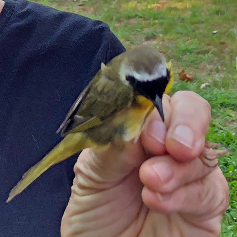 Common Yellowthroat, a species of warbler.