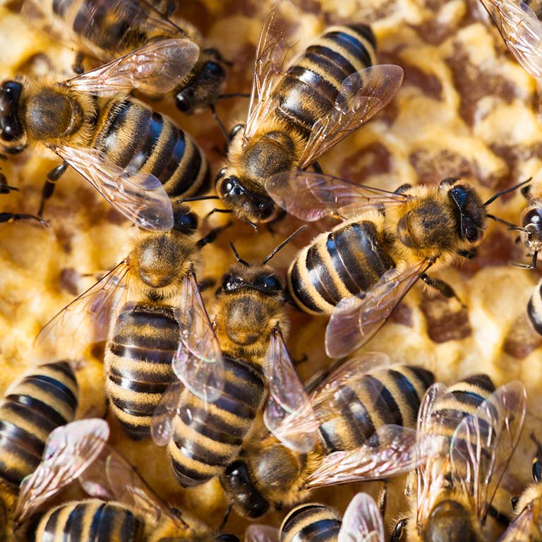 Honey bees on honey comb.