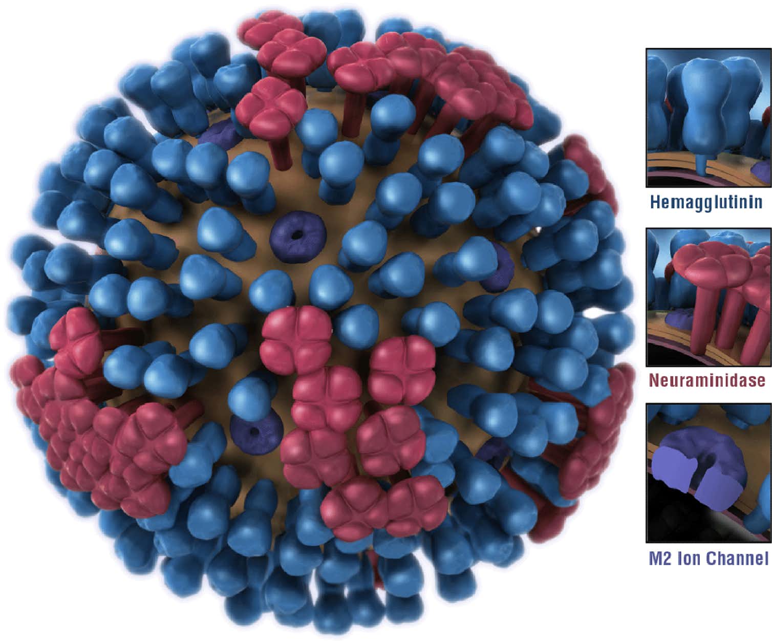 Drawing of influenza virus.