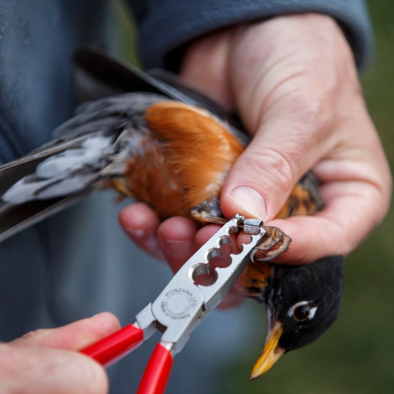 Attaching an identification band to the leg of a robin.