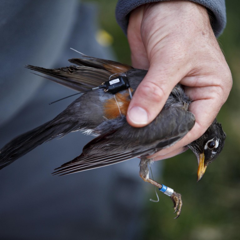 A robin wears a GPS tracker 'backpack."