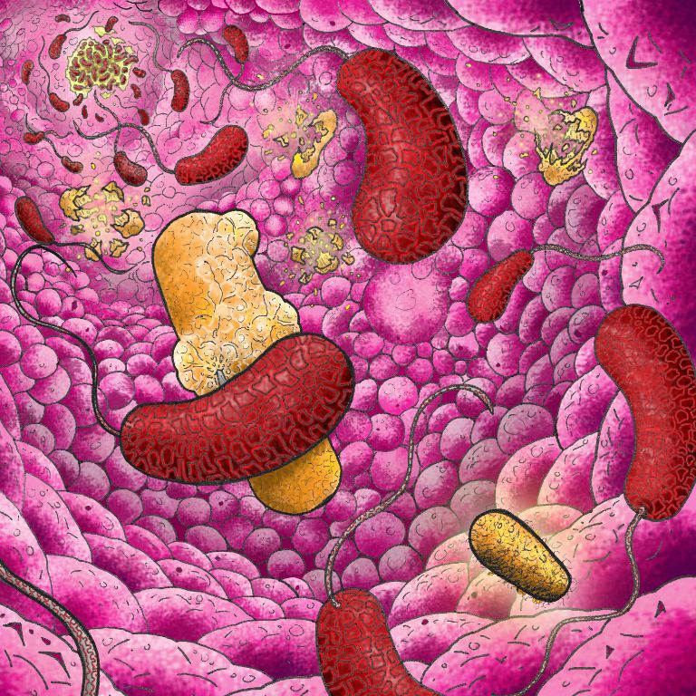 Jake McKinlay's illustration showing a swarm of Vibrio cholerae invading the intestine and attacking the normal flora, using a Type 6 secretion system to explode its victims