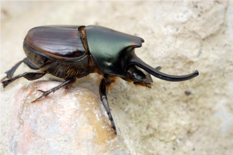 Onthophagus beetle.
