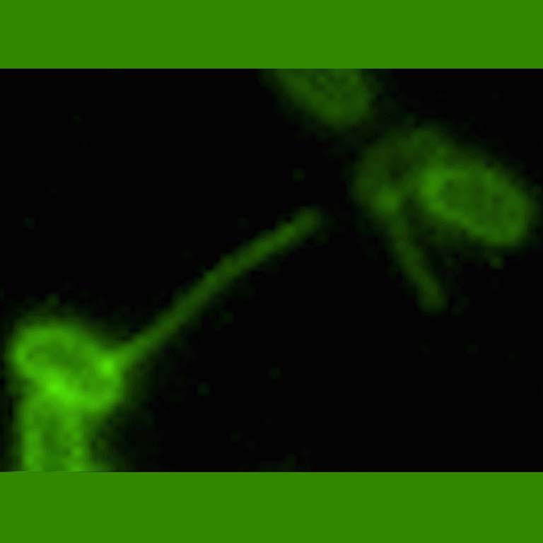 A bacterium retracts its pili, reeling in a piece of DNA in the environment.