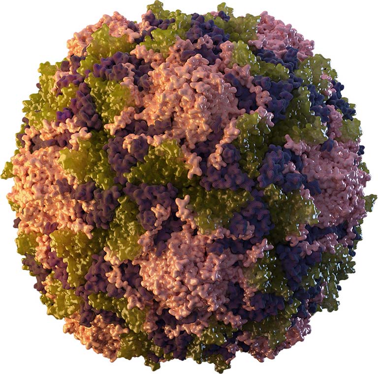 Illustration of a poliovirus particle.