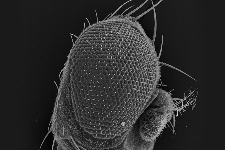 Drosophila eye.