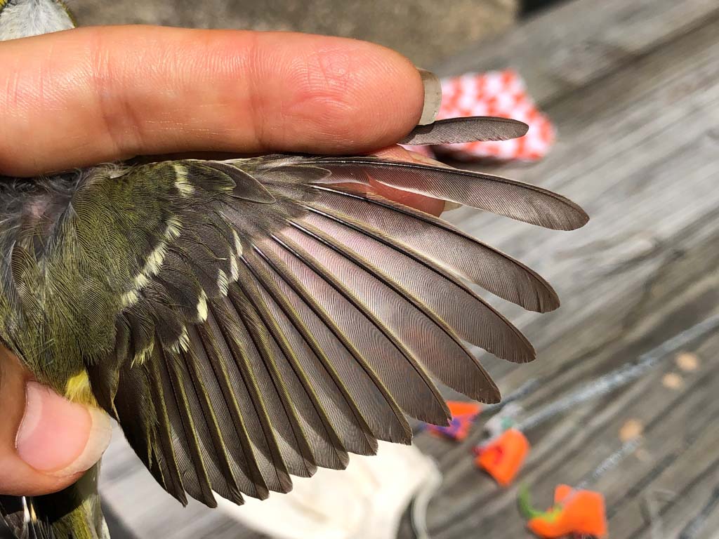 Close-up of the White-eyed Vireo's wing being held open by Eve Cusack.