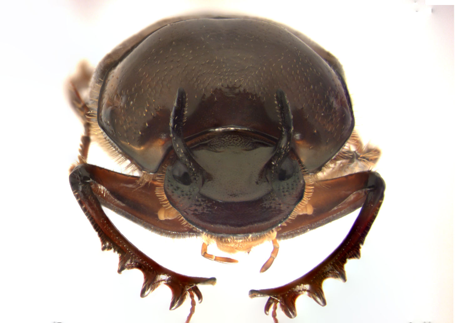 What can horned beetles tell us about the mechanisms of plasticity