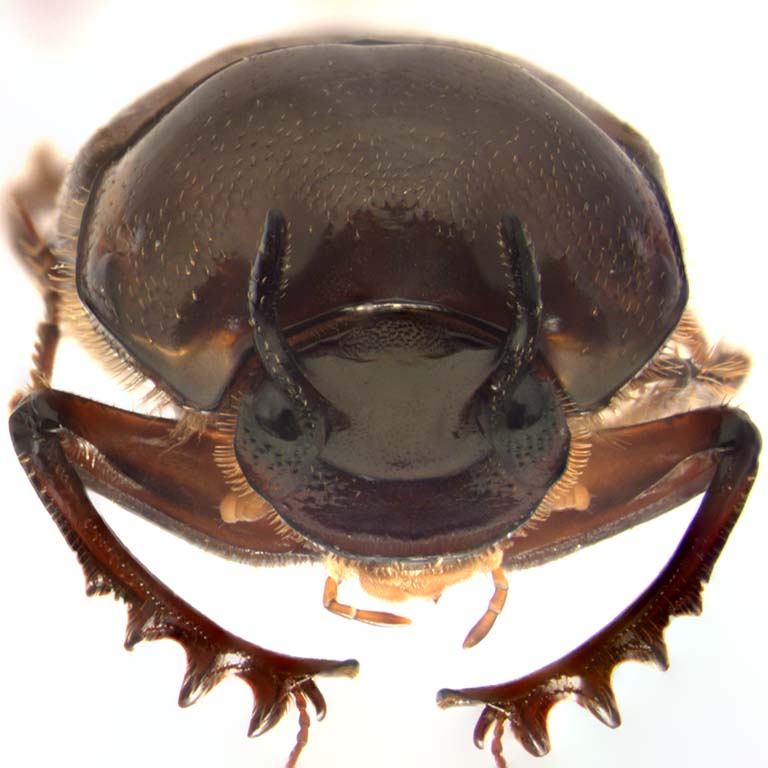 Beetle: Digitonthophagus-gazella.