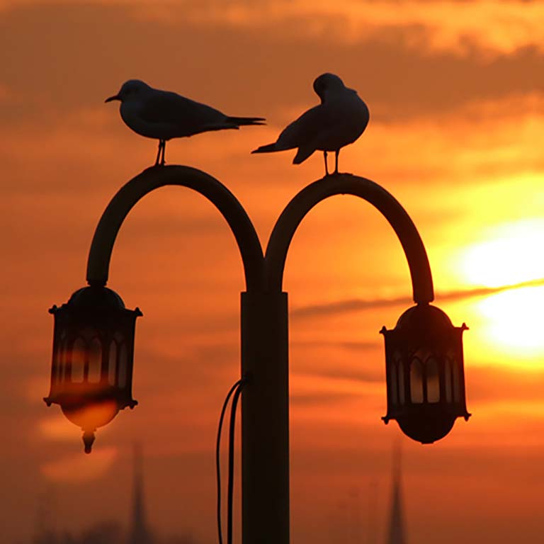 Two birds perch on a lamppost at twilight.
