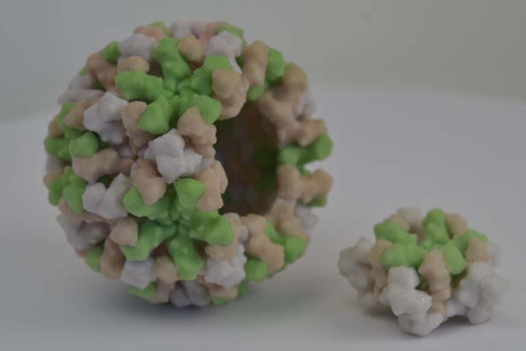 3D print of Norwalk virus, a type of norovirus.
