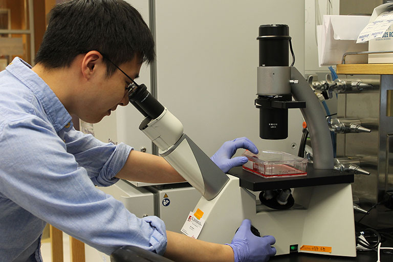 Jin Dai looking through scope in Patton lab.