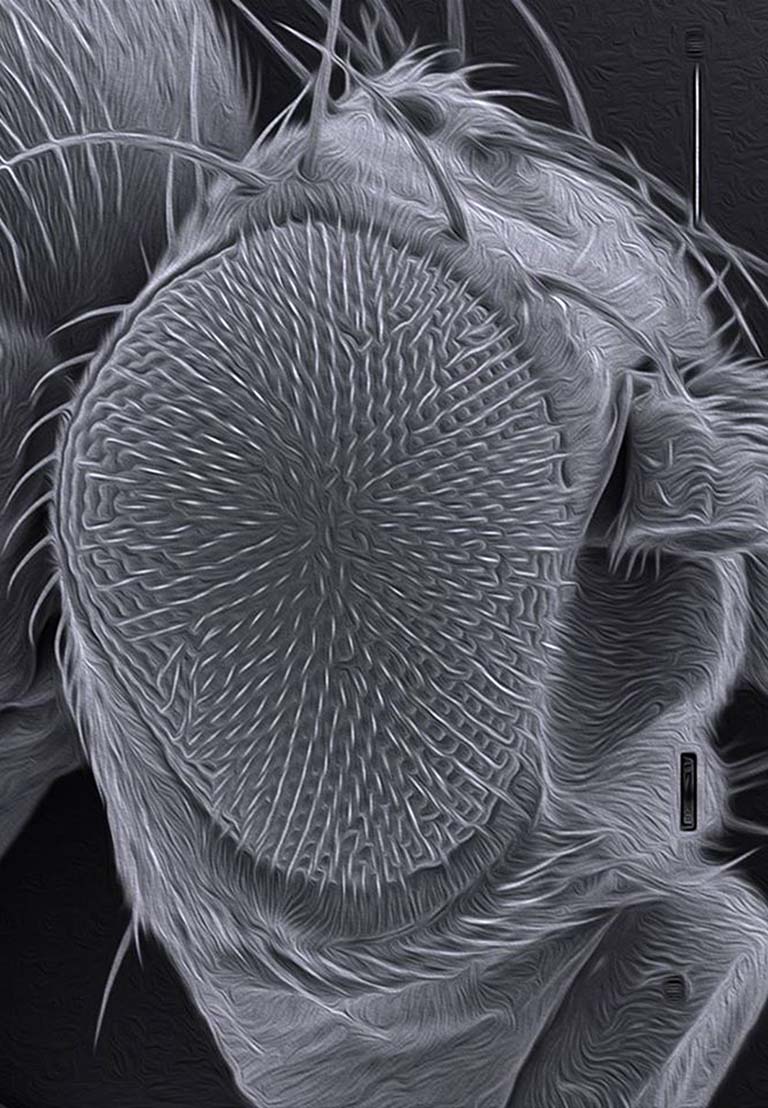 A scanning electron micrograph of the Drosophila compound eye.
