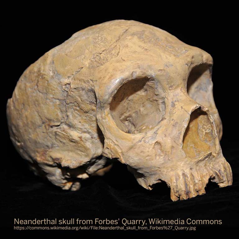 Neanderthal skull from Forbes' Quarry. Wikimedia Commons (https://commons.wikimedia.org/wiki/File:Neanderthal_skull_from_Forbes%27_Quarry.jpg)