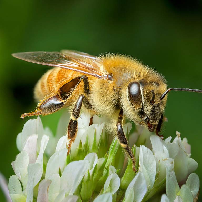 Honey bee on a clover flower.