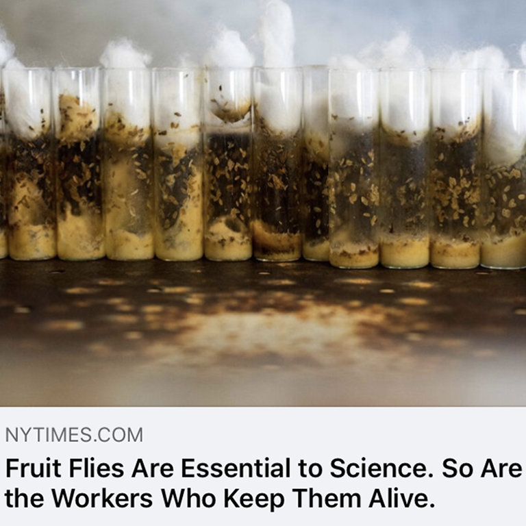 This social media image from the New York Times article about the Bloomington Drosophila Stock Center at the Department of Biology at Indiana University Bloomington shows a row of test tubes filled with media and fruit flies.  The tops of the tubes are stuffed with cotton.  Below the image is the article title: Fruit Flies Are Essential to Science. So Are the Workers Who Keep Them Alive.