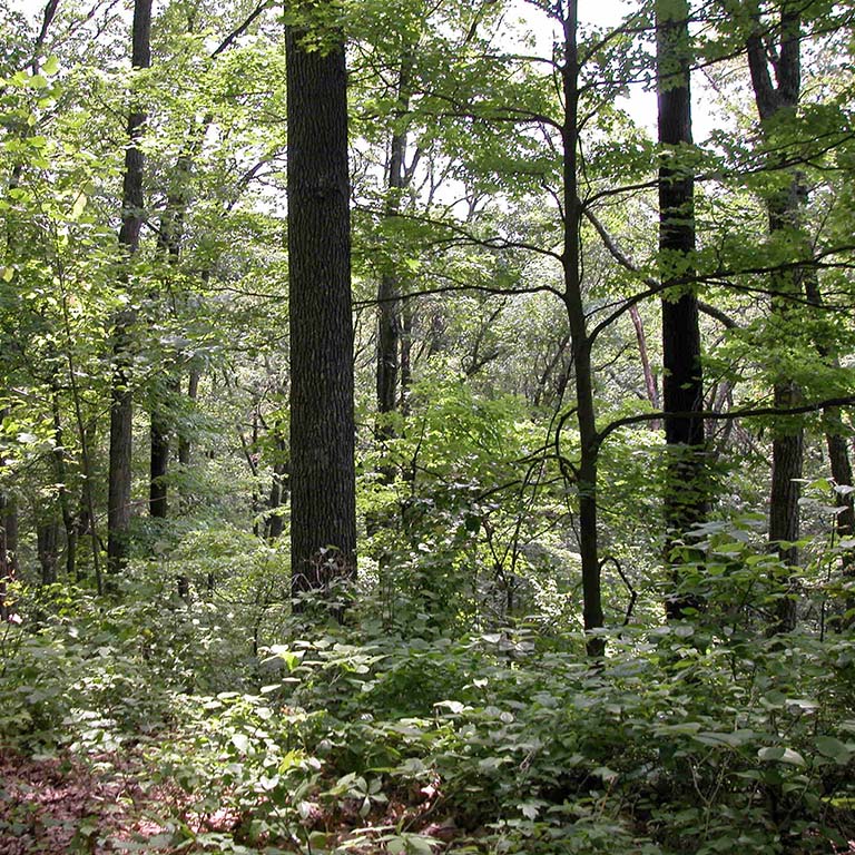 Leaf litter and undergrowth are seen below the tall, deciduous trees in Lilly-Dickey Woods.