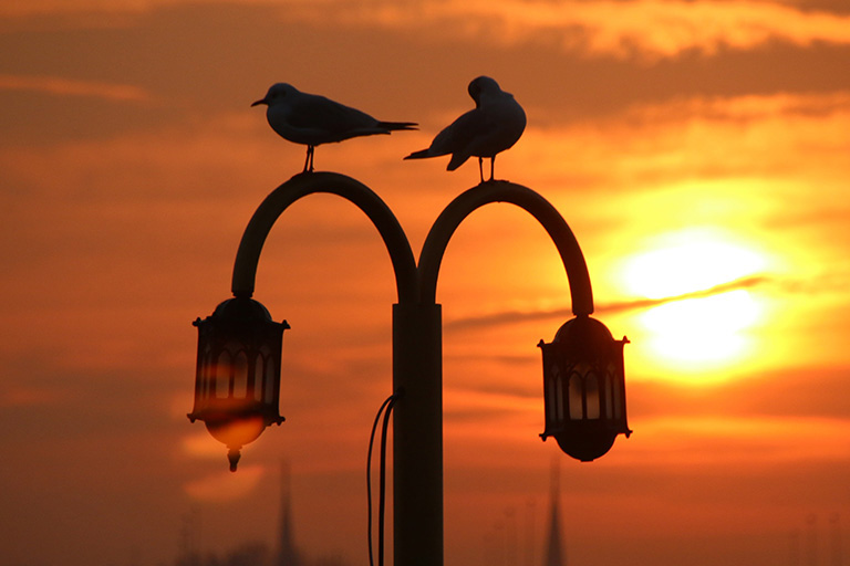 Silhouettes of two gulls are seen perched on a lamp post against an orange sky as the sun sets.