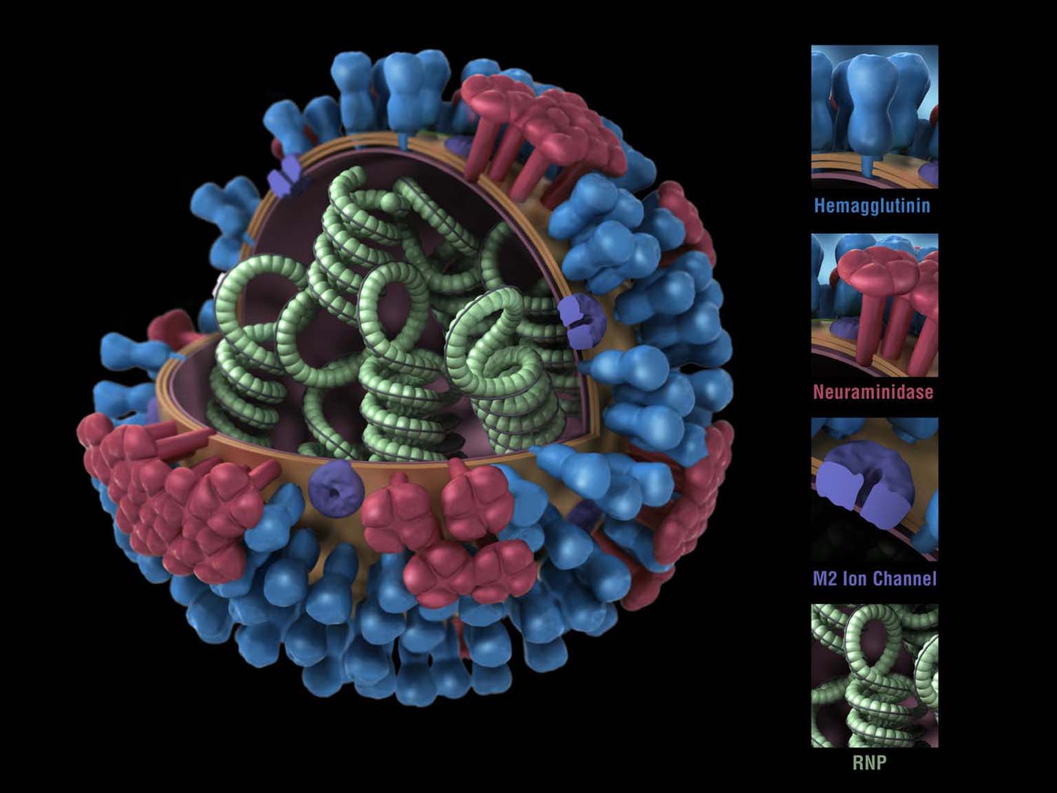 3D model of an influenza virus. Its genetic material is inside, with proteins – HA in blue, NA in red – poking out from the surface.