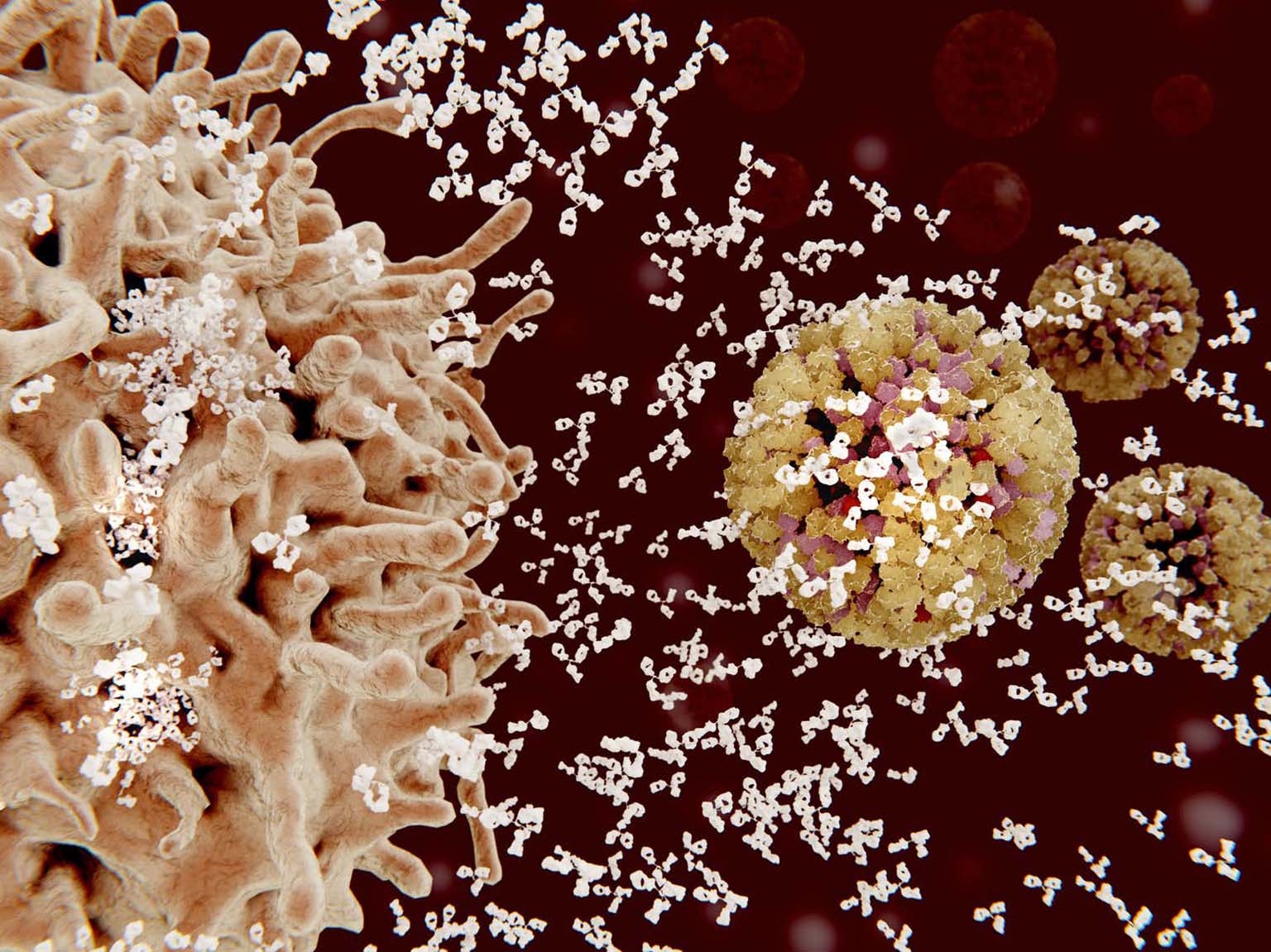 Computer illustration of an immune cell (left) releasing many antibodies (white) to attack and disable invading flu particles.