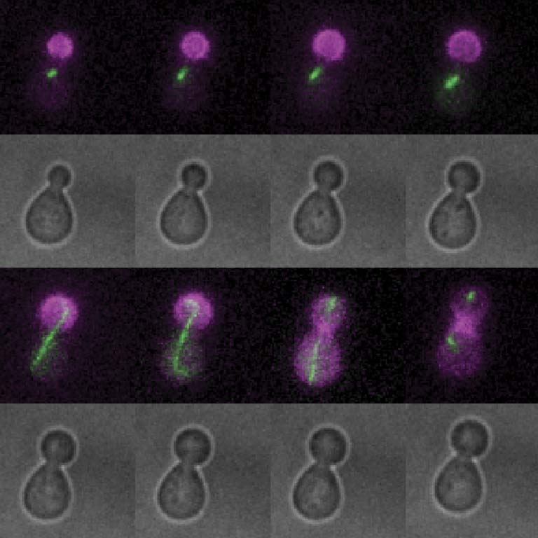Representative time-lapse images showing normal spindle position in a wild-type budding yeast cell.